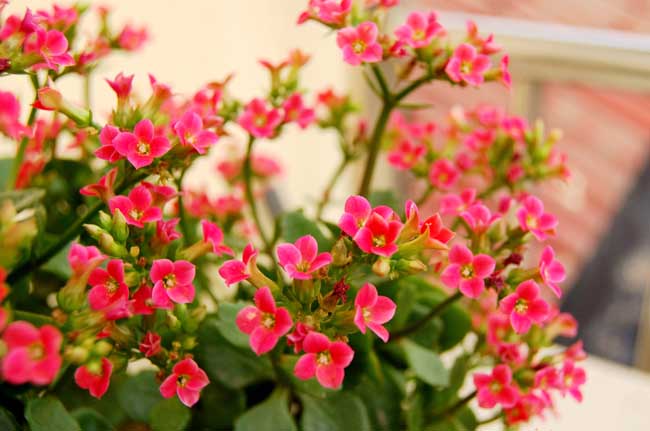 長壽花做到這幾點(diǎn)，也能花團(tuán)錦簇美不勝收