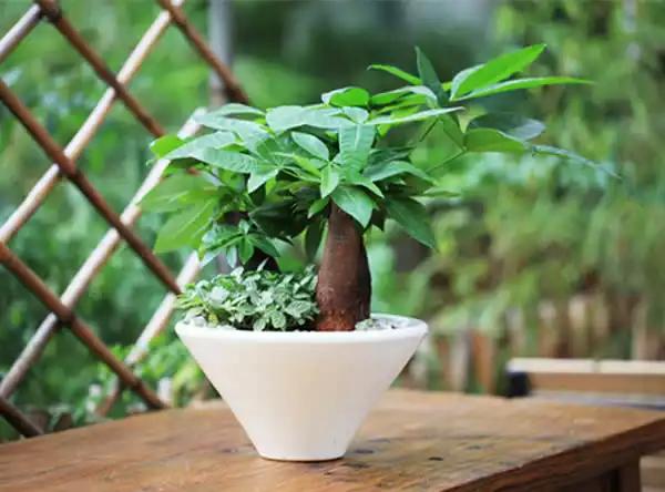 發(fā)財(cái)樹注意這5點(diǎn)，黃葉爛根都不怕！