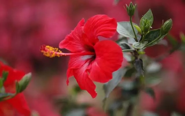 楊凌農高會新設陜西花卉主題展