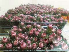 臨近七夕國產&ldquo;公主&rdquo;熱銷