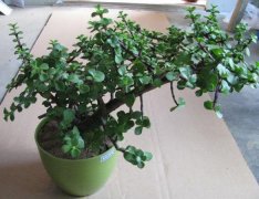 辦公室租擺的養玉樹養護知識你知道多少？