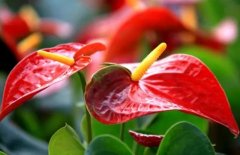 辦公室租賃的紅掌遲遲不開花的原因是什么？