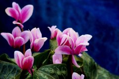 法國艾羅舉辦仙客來技術交流會