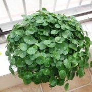 辦公室里租賃這些花卉賞心悅目、放松心情，業