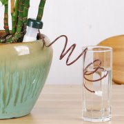 辦公室租賃的花卉自動澆水的4個妙招