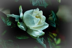 辦公室租賃綠植梔子花的種植注意事項