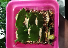 一個&ldquo;扦插花卉&rdquo;的小經驗：不用生根粉、生根