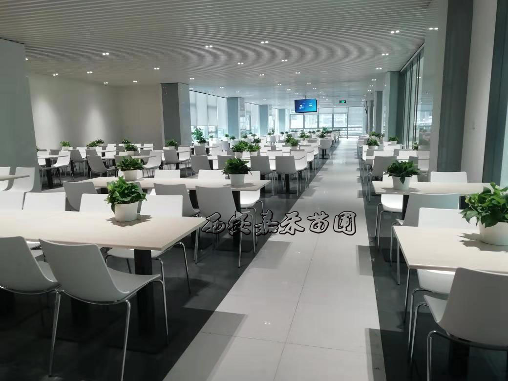 辦公室植物租擺選擇有講究，植物的正確擺放你