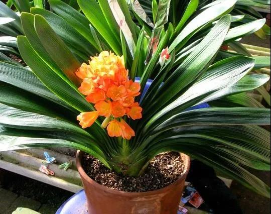 一直不生長的君子蘭，只做了這兩點，又重新開