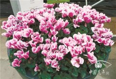 仙客來&lsquo;京都&rsquo;獲德國埃森展獎項提名