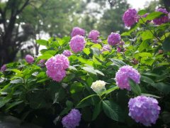 豆腐渣加工后做＂花肥＂，用來養蘭花，葉綠、