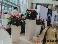 西安辦公場所綠植租賃信譽保證的公司