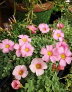 6款迷你小盆栽，桌上窗臺養一盆，精致小巧惹人