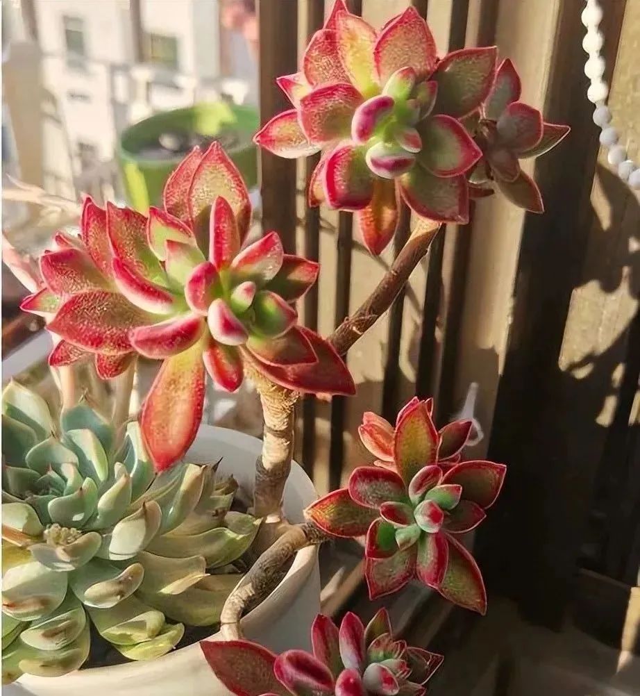 西安花卉綠植租賃桌擺多肉休眠結(jié)束，4件事要馬上做！