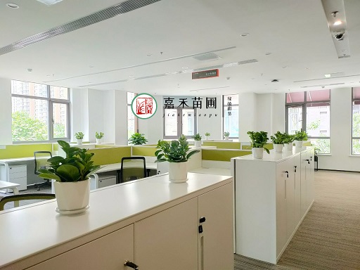 辦公室綠植租賃效果圖|西安嘉禾苗圃