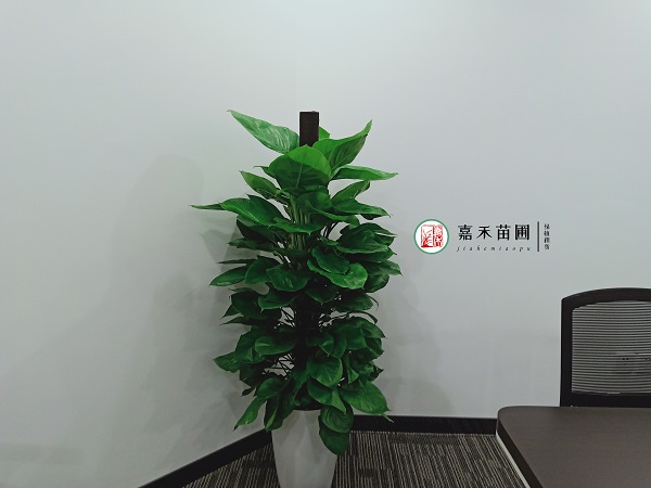 西安辦公室大型綠植租賃綠蘿柱|西安嘉禾苗圃