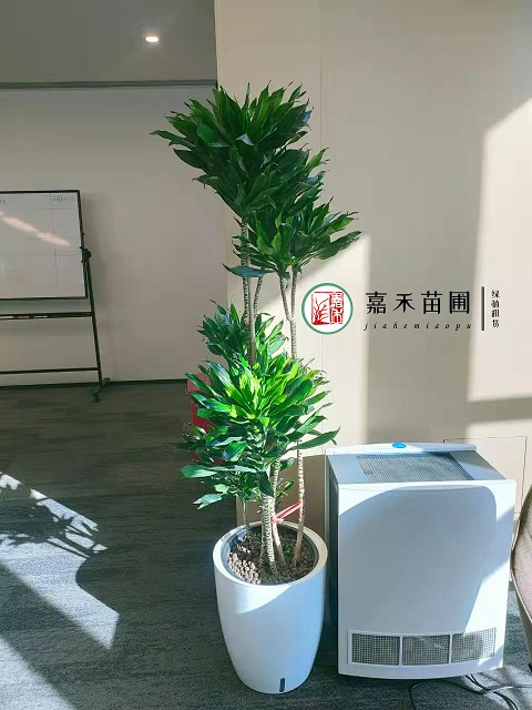 西安辦公室大型綠植租賃太陽(yáng)神|西安嘉禾苗圃