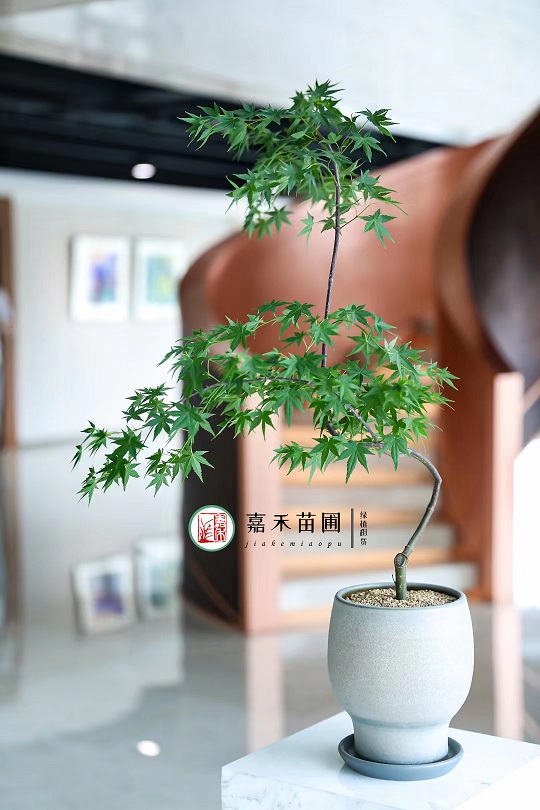 西安辦公室高端綠植租擺|西安嘉禾苗圃