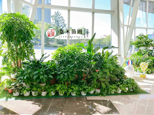 超級寫字樓辦公室高品質花卉綠植租擺案例