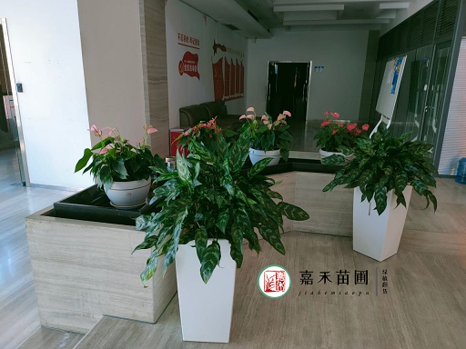 西安辦公室綠植租賃|西安嘉禾苗圃