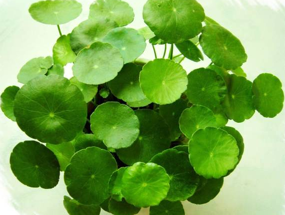 西安辦公室花卉花卉租擺|西安嘉禾苗圃 西安辦公室花卉花卉租擺|西安嘉禾苗圃