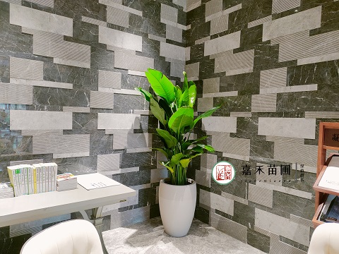 西安辦公室盆栽花卉租擺，凈化辦公室空氣好方法！