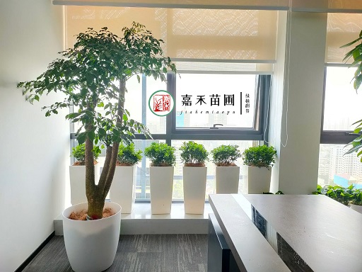 西安辦公室花卉綠植租賃|西安嘉禾苗圃