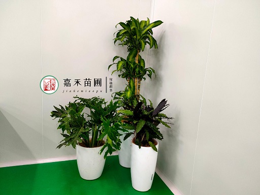 西安辦公室花卉租擺費用|西安嘉禾苗圃