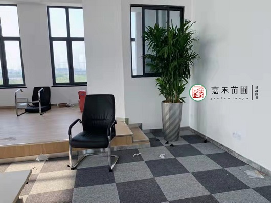 西安辦公室綠植租擺|西安嘉禾苗圃