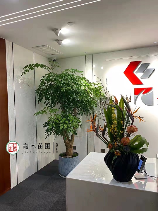 西安辦公室門口綠植租賃|西安嘉禾苗圃