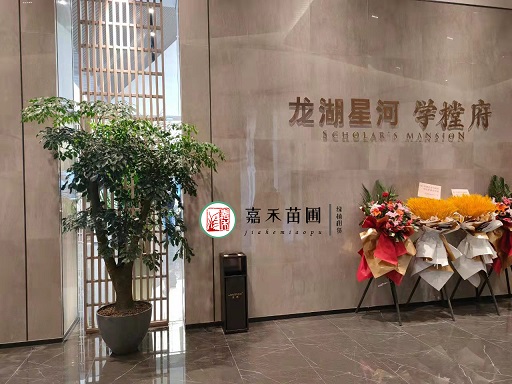 西安辦公室門(mén)口綠植租賃擺放方案