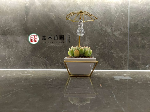 辦公室綠植租賃|西安嘉禾苗圃