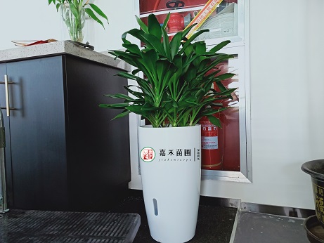 辦公室綠植租賃公司告訴你植物變黃的原因及養護建議。