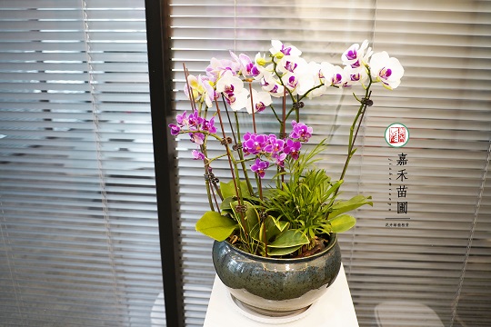 辦公室綠植租賃設計|西安嘉禾苗圃