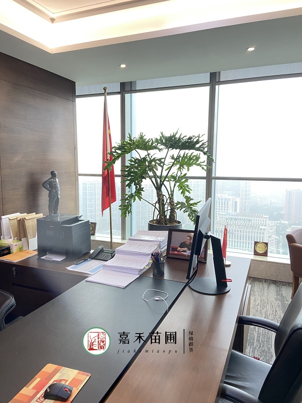 打破傳統綠植租賃|西安嘉禾苗圃