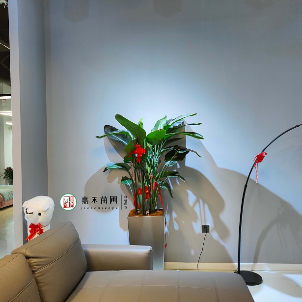 設(shè)計(jì)師用綠植租賃打破辦公區(qū)傳統(tǒng)裝飾，開(kāi)啟&ldquo;新中式綠植組景&rdquo;新風(fēng)尚