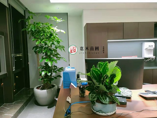 西安辦公室花卉綠植租賃價(jià)格！