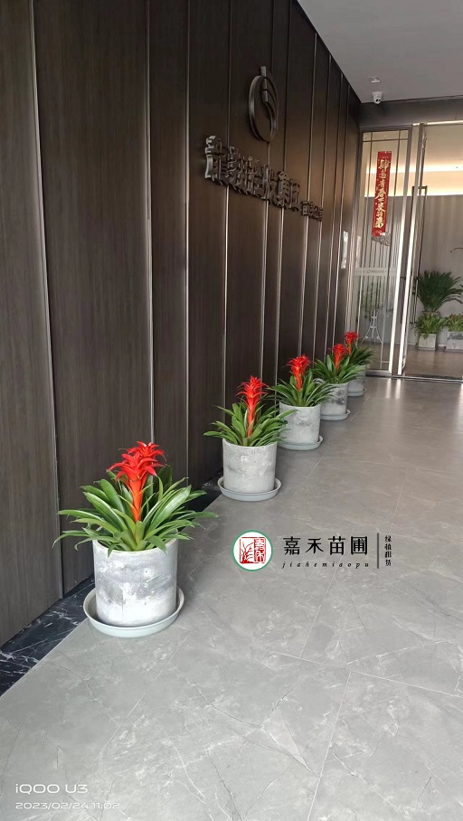 西安辦公室花卉租賃價格|西安嘉禾苗圃