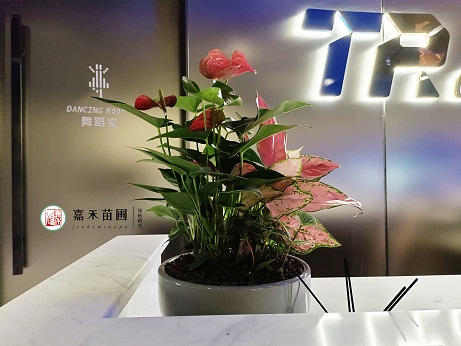 西安花卉綠植租賃遵循的原則！