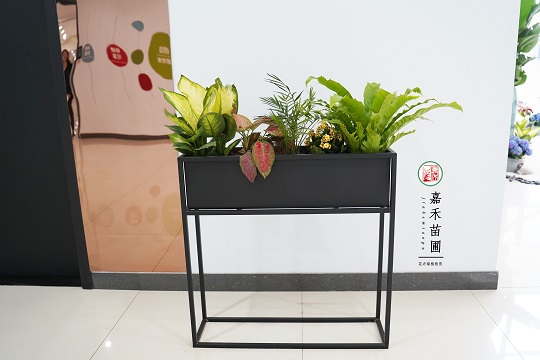 西安綠植租賃效果圖制作。