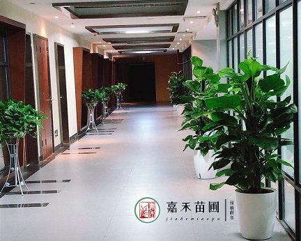 西安辦公室綠植租賃植物|西安嘉禾苗圃