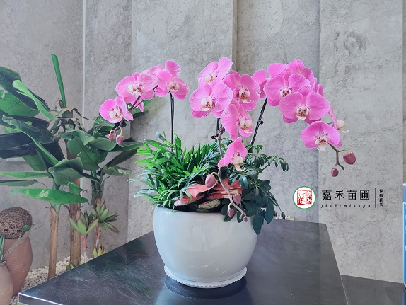 西安辦公室綠植租賃擺放能有效提高工作效率！