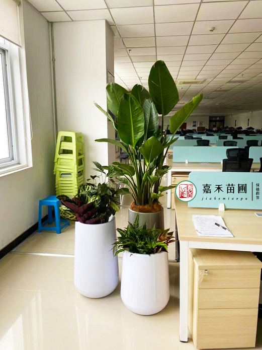 西安辦公室綠植租賃電話|15202909185