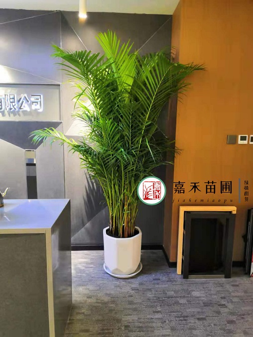 西安綠植租賃圖片|西安嘉禾苗圃