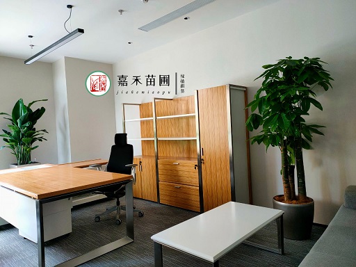 室內綠植租賃：提升辦公室環境和員工幸福感的策略