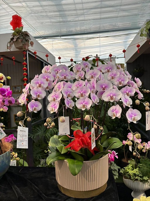 西安花卉租擺年宵花|西安嘉禾苗圃