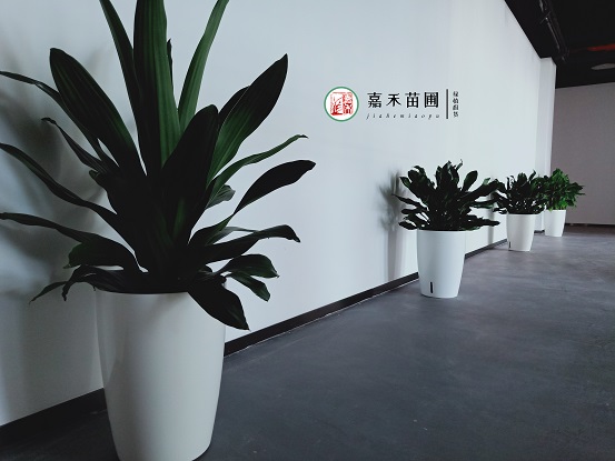 西安綠植租賃推薦換盆舊土別扔，摻入2種&ldquo;小廢料&rdquo;，秒變營養土！
