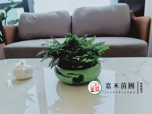 西安辦公室花卉租賃服務對工作人員有什么好處？