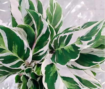 西安綠植租賃推薦|白油畫竹芋的養護方法和注意事項