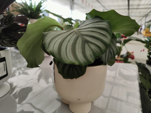 西安花卉租擺養護換盆|西安嘉禾苗圃